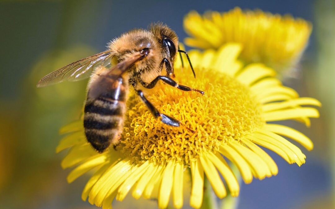 C’est le printemps !