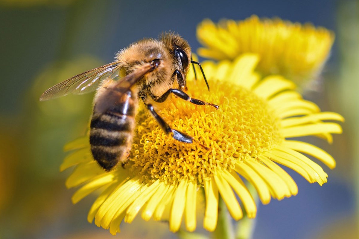 Metalball agit pour la préservation des abeilles dont le rôle est vital pour l'Homme et l'écosystème = démarche développement durable